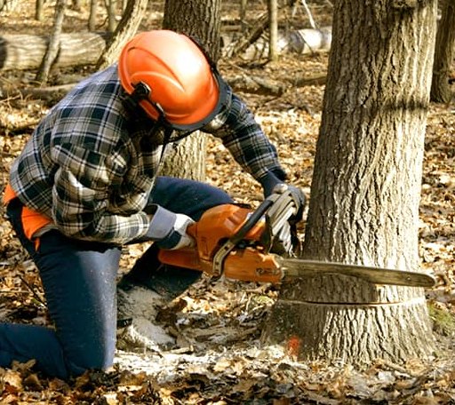 Tree Removal in Eagle Rock, VA